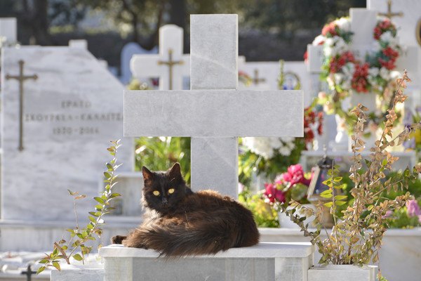 愛猫が死んだとき...最期を看取ってから行うべき4つのこと