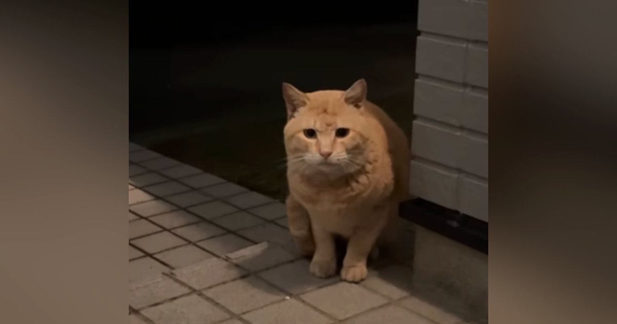 空腹で『家に近づいてきた野良猫』と少しずつ距離を縮めた結果…涙あふれる『現在の姿』が167万再生「最高のお話」「感動した」