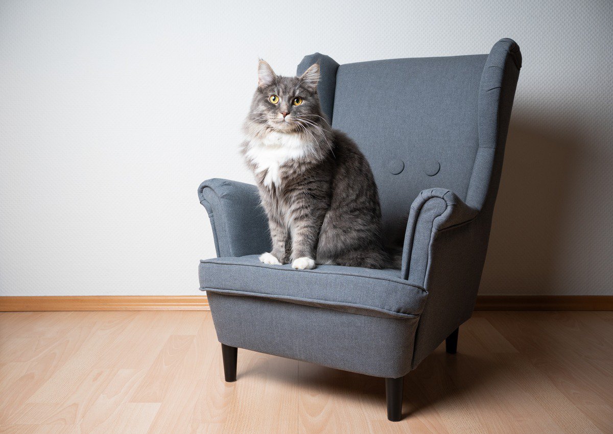 猫が『正座』のような座り方をする3つの理由　考えられる心理から見られやすい場面まで