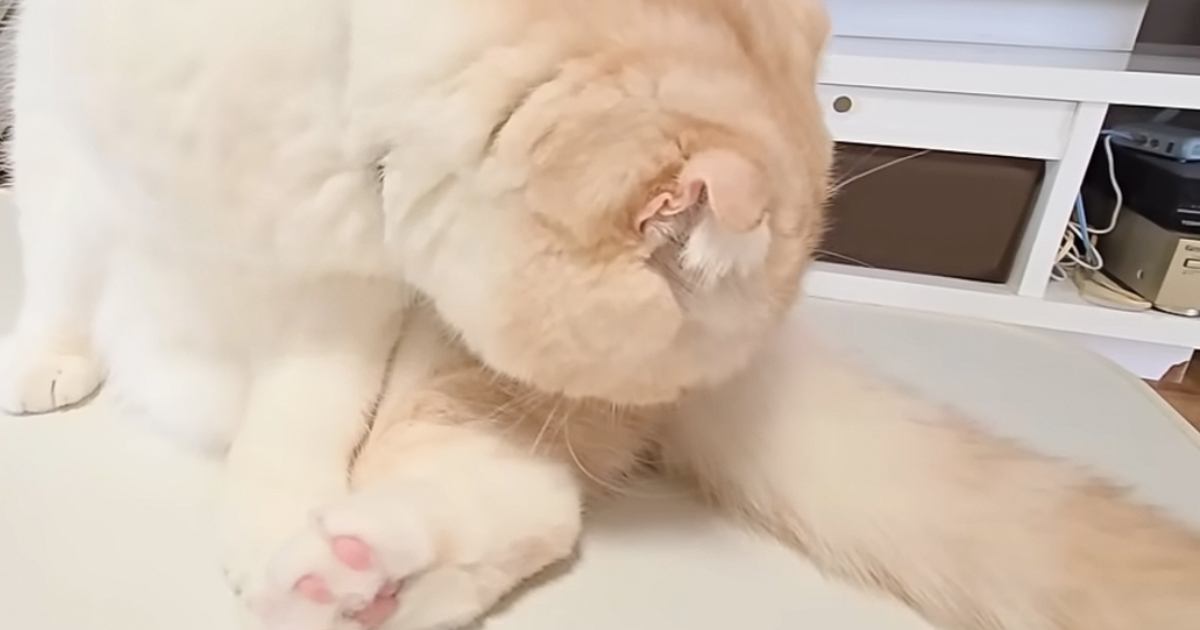 猫がトイレをした直後に『自分のお尻』を嗅いだ結果…まさかの展開に爆笑する人が続出「たまらなくかわいいｗ」「なんとも言えない表情だねｗ」