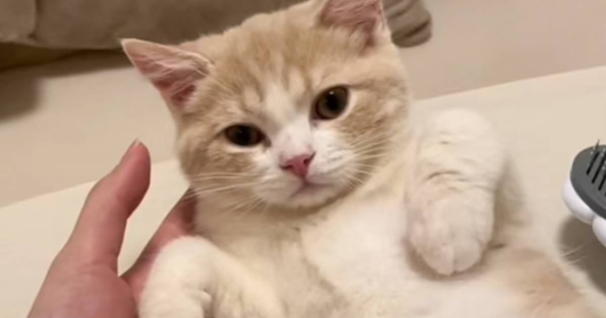 甘えてきた猫を『無視』してみた結果…限界を迎える人が続出の『可愛すぎる反応』が611万再生「本当につらいやつｗ」「耐えられない」