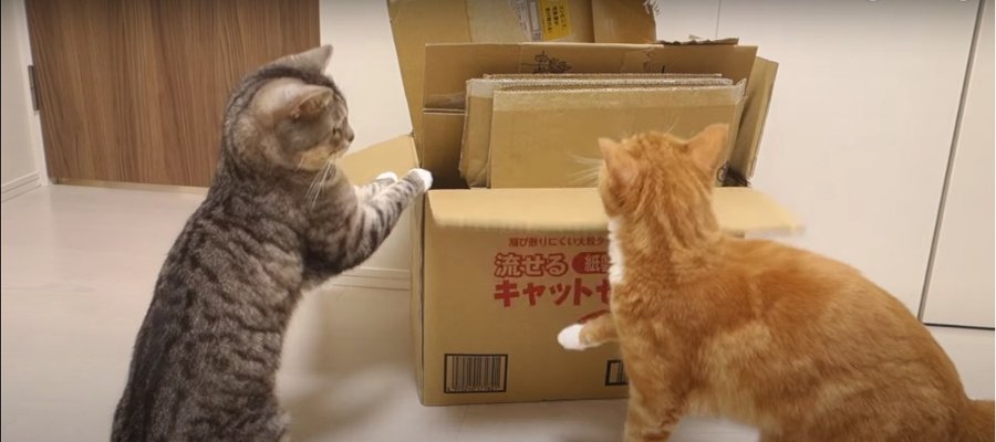 諦めない！ダンボールチャレンジを頑張る猫ちゃん