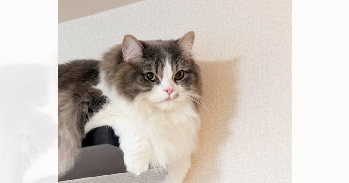 ステップに乗っている猫→『お腹』を見てみたら…思わず撮影した『可愛すぎる瞬間』が76万表示「フォンデュ待ったなし」「溶けるチーズ」