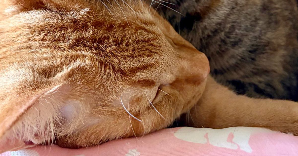 兄弟を毛づくろいしていた猫→途中で眠くなってしまい…幸せすぎる『お昼寝風景』に「かわいい光景だなぁ」「ラブラブだね」と33万表示