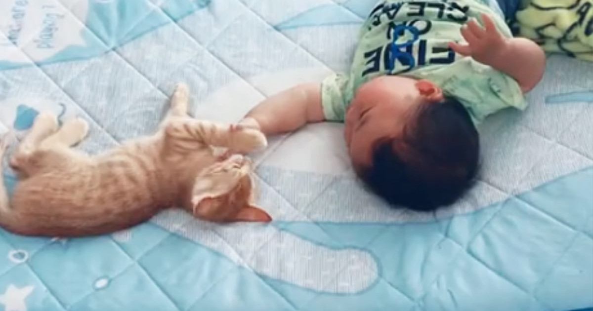 赤ちゃんが『妙に静かだな』と思ったら、子猫と一緒にいて…微笑ましすぎるやり取りに"癒される"と反響「ほのぼのするね～」「可愛い」