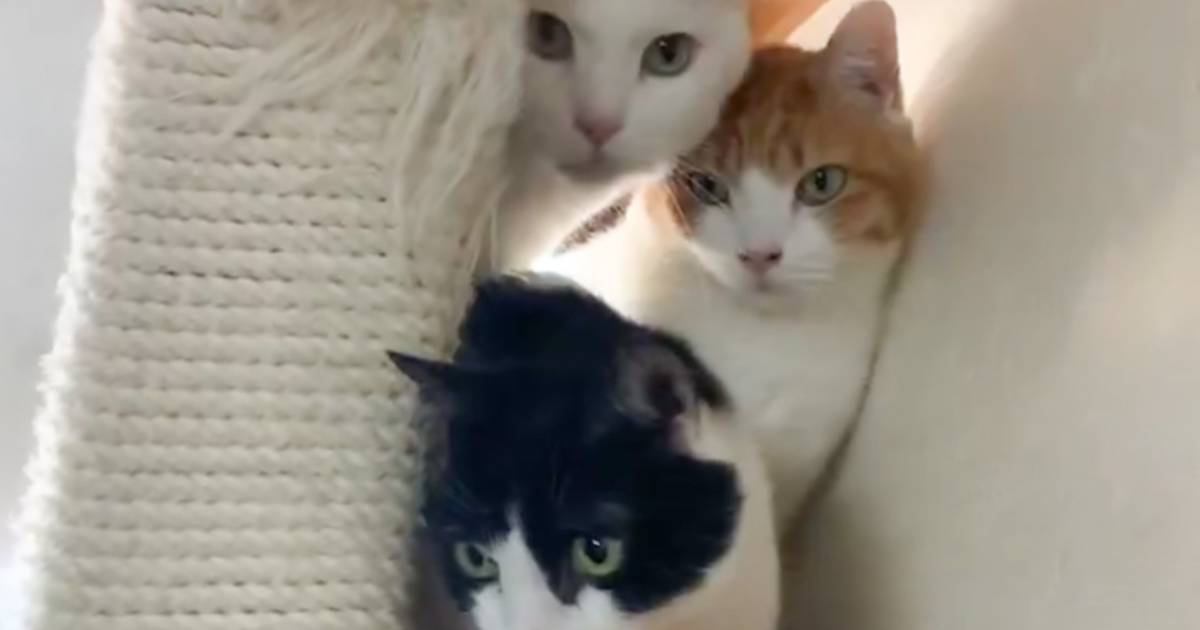 『爪切りの準備がバレた』→3匹の猫の様子を見てみると……「警戒してるｗ」「ウケるｗｗ」思わず笑っちゃう姿が1万7000いいね