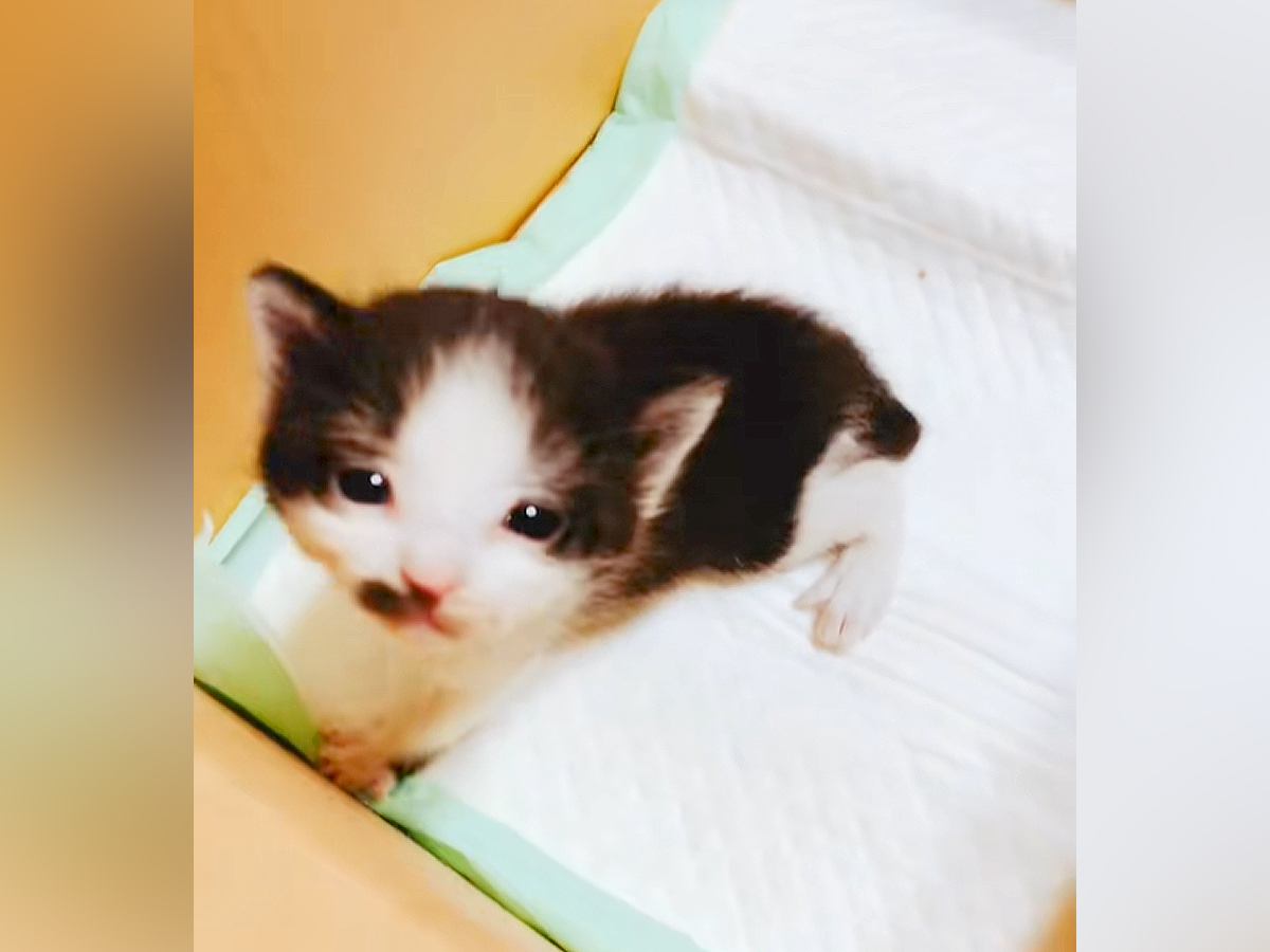 『段ボールに入れて捨てられていた4匹の子猫』を保護→病気が見つかった1匹を引き取った結果…心温まるエピソードに反響「良かった」