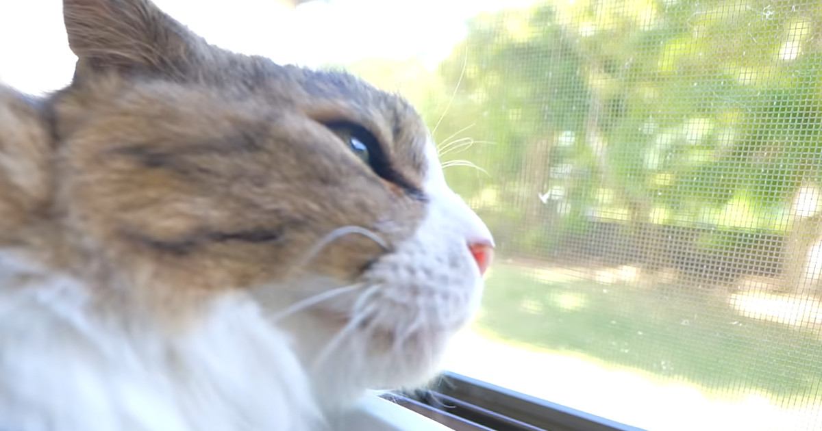 暑さ対策で猫たちのために『ひんやりグッズ』を用意してみたら…ほっこりする展開に「幸せな気持ちになった」「可愛いし羨ましいｗ」と反響