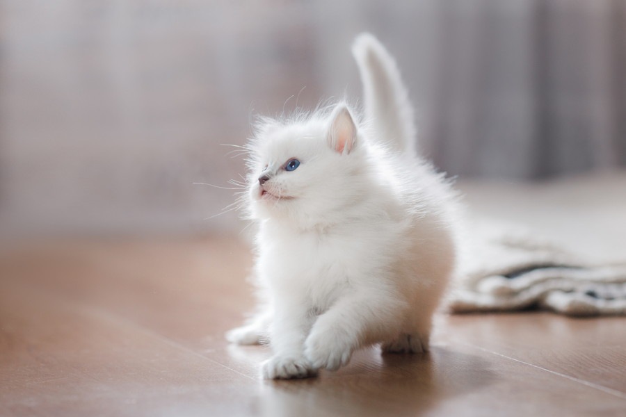 白猫とアルビノの猫との違いと見分け方、飼う時の注意点