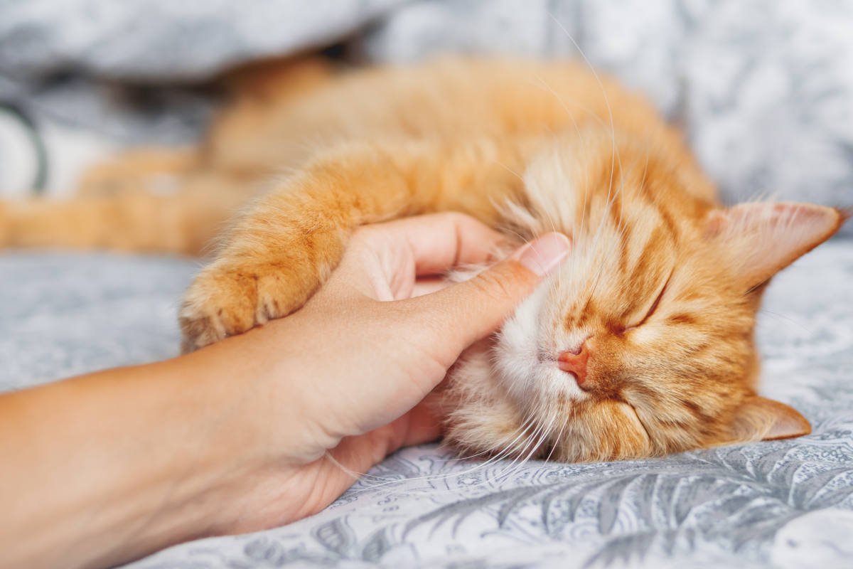 新しく迎えた猫が『うちのコになった！』と感じる嬉しい瞬間4選　家族になった記念すべき第一歩！