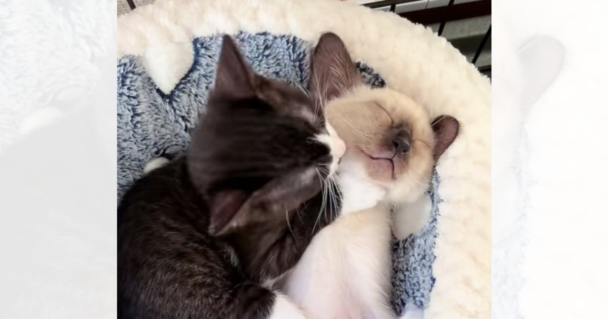気持ちよさそうに眠っている子猫→激しく毛づくろいされると…『まさかの展開』に爆笑の声「ぬいぐるみかと思ったｗ」「寝る子は育つｗ」