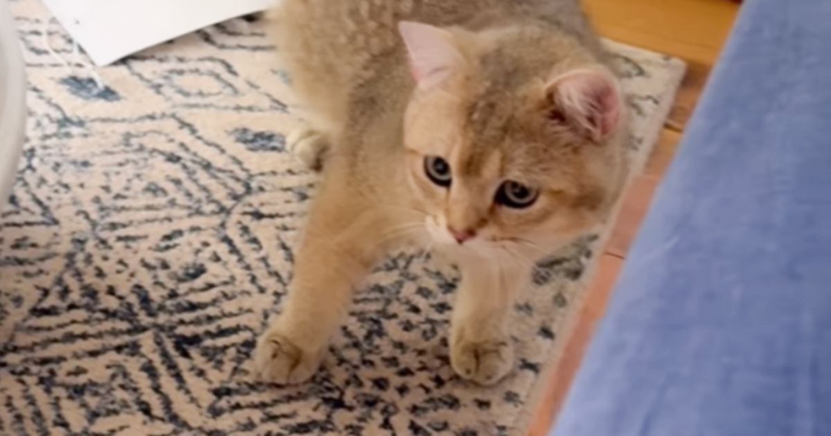「声あげて爆笑してしまったｗ」何かを怖がる子猫→視線の先にあったものとは……まさかの理由が可愛すぎると12万再生「腰が引けてるｗ」