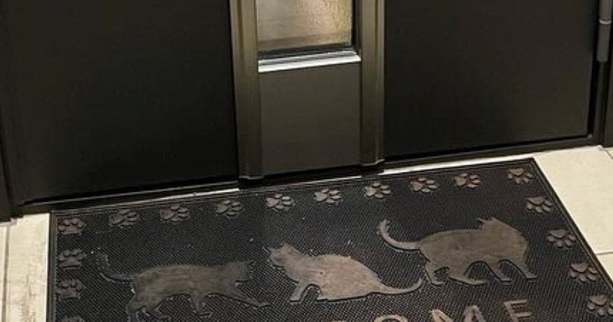 帰宅したら、玄関ドアのガラス越しに『猫』が…思わず笑ってしまう瞬間に「しばらく見ていたくなるね」「可愛すぎて笑った」と12万表示