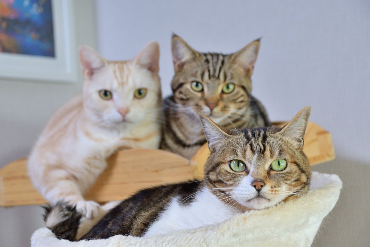 猫を『多頭飼育』するなら、事前に知っておきたい4つの注意点　相性や順番…みんなの幸せのために守るべきこと
