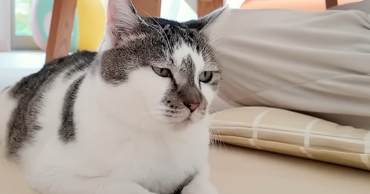 ママのことが好きすぎる『甘えん坊猫の1日』に密着した結果…たまらなく可愛い様子に「とっても幸せそう」「ほっこり癒された」の声