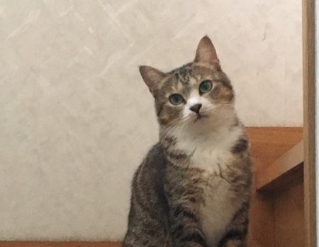 猫は『孤独が好き』ってほんと？