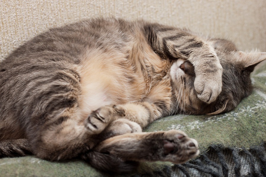 猫の目の周りが赤い時の病気やその治療・予防法