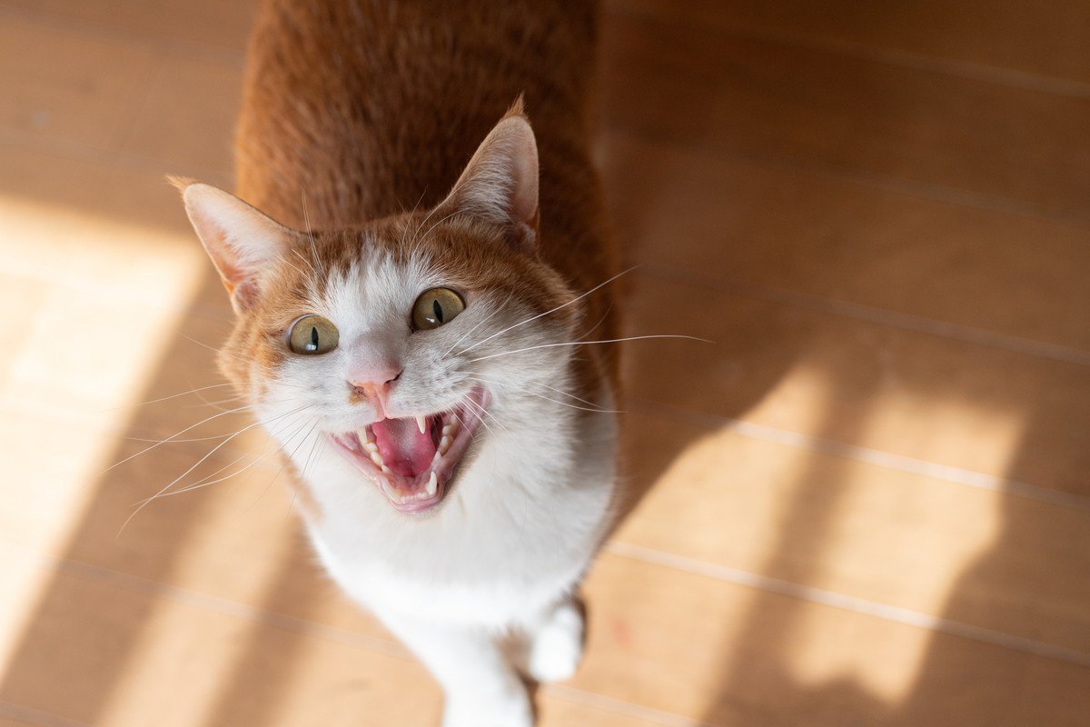 猫が『早朝に激しく鳴く』5つの原因　「お腹空いた！」以外のきっかけも