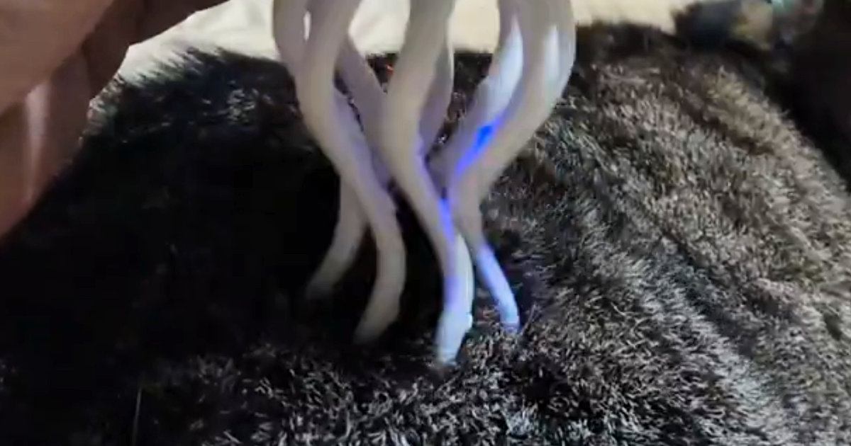 ぐねぐねと動くイカのおもちゃで『愛猫をマッサージ』してみた結果…微笑ましい光景に３万いいね「何か吸い取ってるように見えるｗ」「シュールｗ」