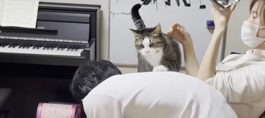 背中に誘致したいお兄ちゃん＆べつにそうでもない猫ちゃん