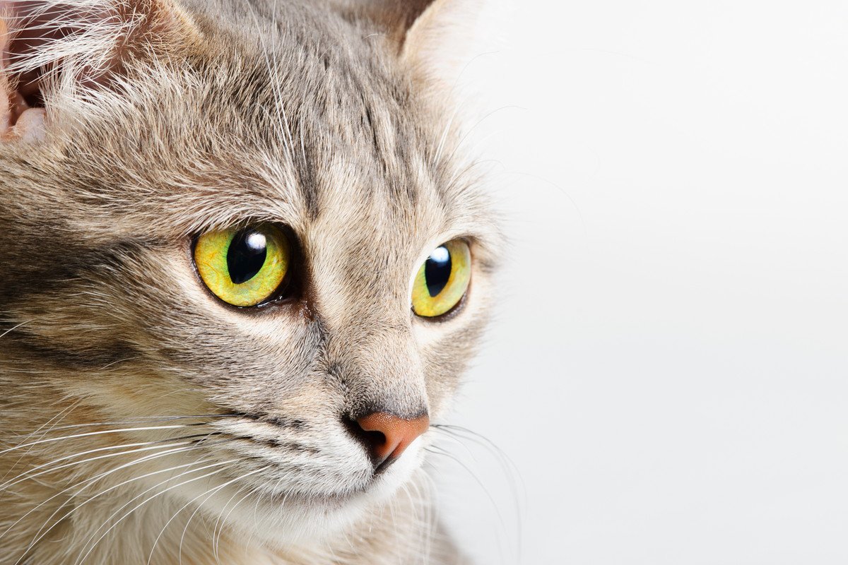 あなたに語りかけている！猫の『目の表情』からダダ漏れる心の声5選