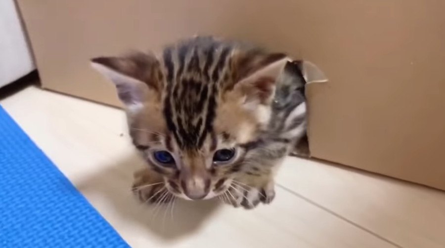 産まれた時からおっきめ猫ちゃん♡1歳までの成長記録！