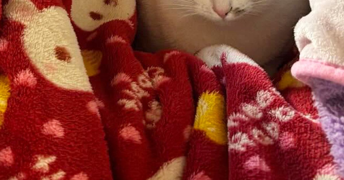 高熱を出して、ベッドで休んでいたら…猫たちがとった行動にほっこりする人が続出「幸せで余計に熱が上がりそうｗ」「猫ってわかるんだよね」