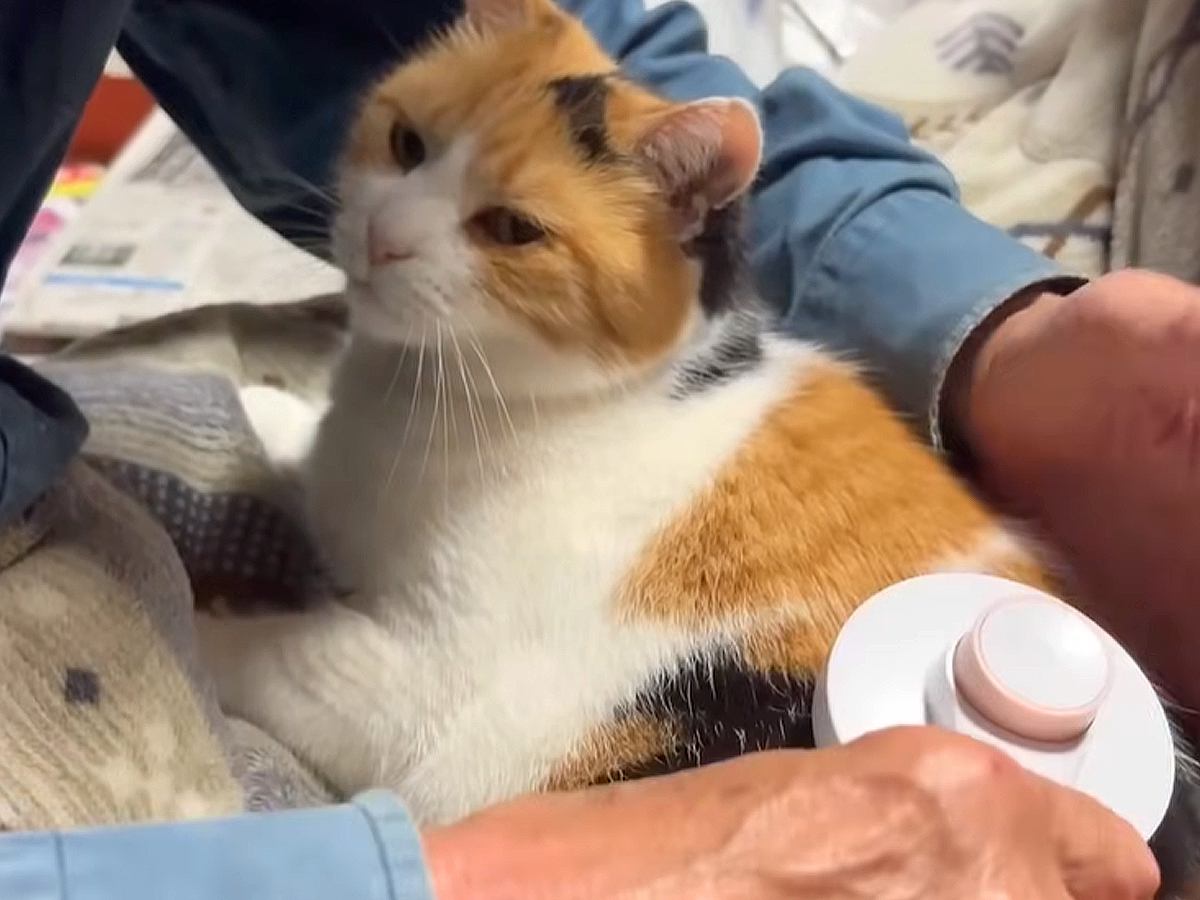 お父さんが愛猫のブラッシングをした結果…思わず胸がギュッとなる『信頼している人にしか見せない表情』に感動「涙出る」「愛が溢れてて素敵」