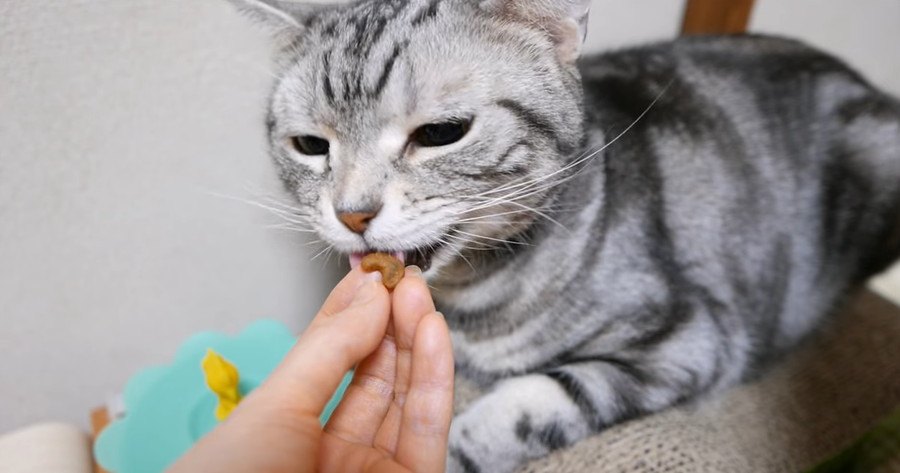 甘えん坊猫ちゃん、「あーん」を求む♡