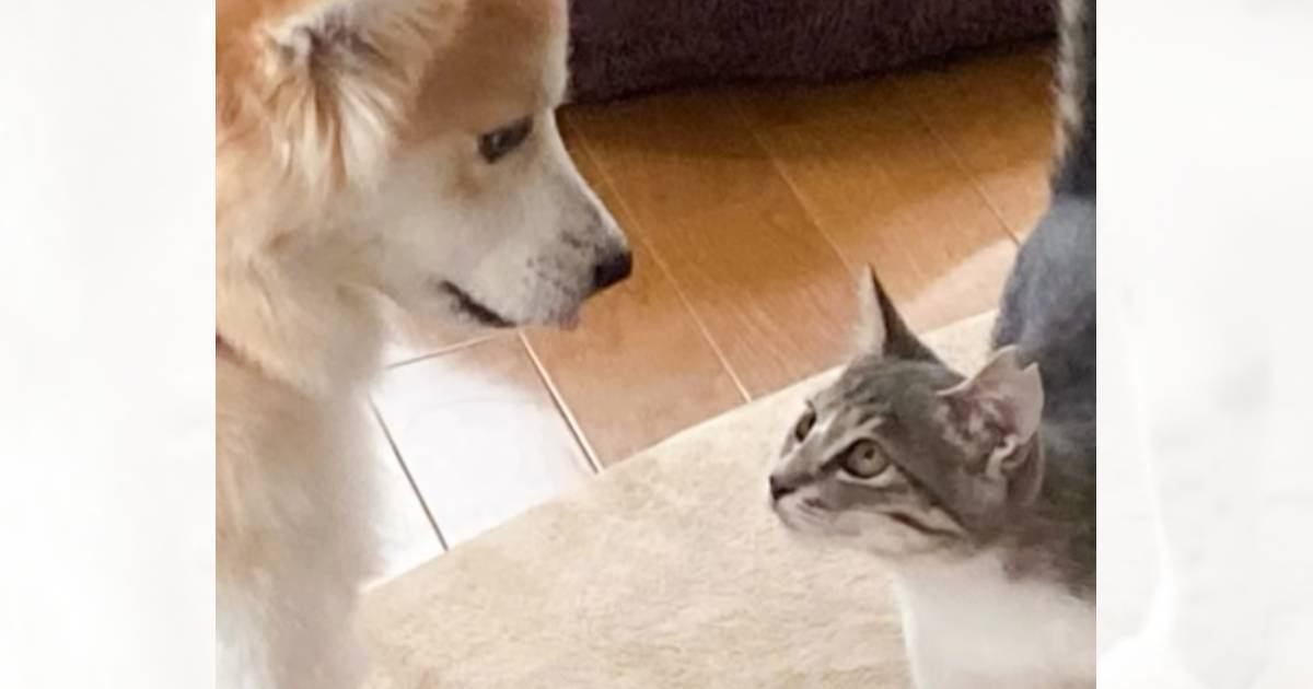 命を救われた子猫が優しい先住犬と出会った結果…5年間の軌跡と『現在の様子』に涙が出ると反響「すごく感動した」「素敵なお話をありがとう」