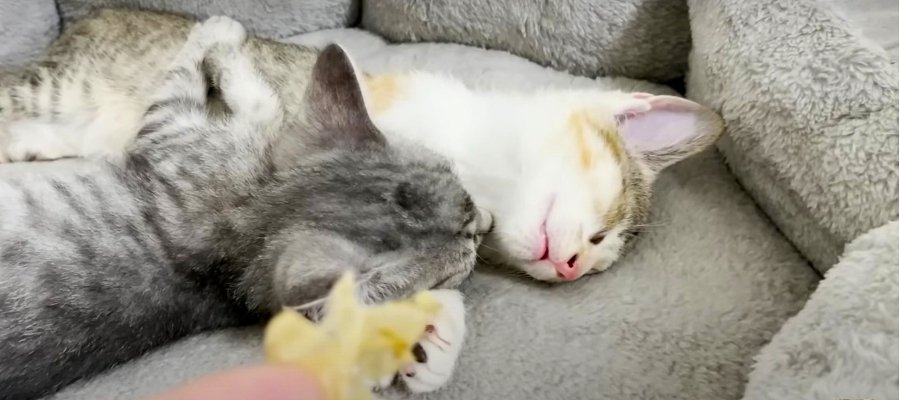 『関係ない？』寝ている猫ちゃんにかつお節を近付けてみると…