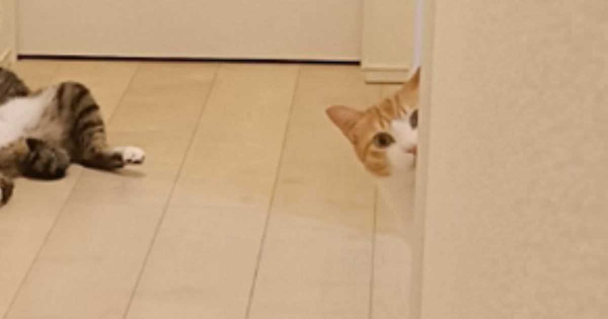 『フギャ』と聞こえて駆けつけたら、猫が…飼い主さんが思わず『何があった？ｗ』とツッコんだ姿が376万表示「酔って喧嘩した後みたいｗ」