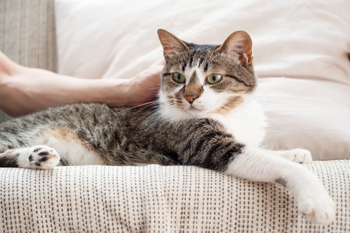 猫が『この人は信頼できるニャ！』と思う人物の特徴3選　猫にとっての満点飼い主とは？