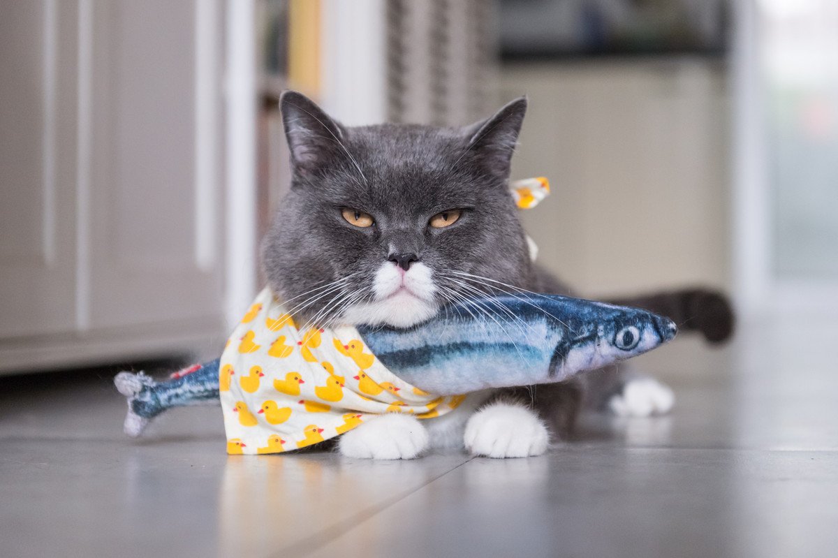 猫に危険すぎる『魚介類』3選！食べてしまった場合の症状や対処法も
