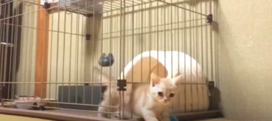 "猫が液体"なのは本当だった？！ケージをすり抜ける子猫ちゃん