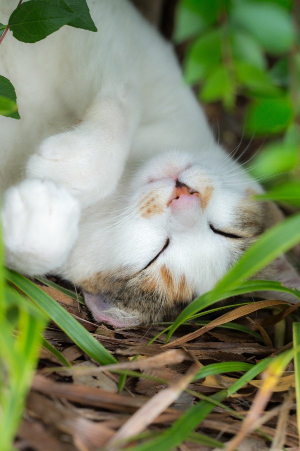 愛猫の気持ちが知りたい！７つの仕草でわかる猫の気持ち