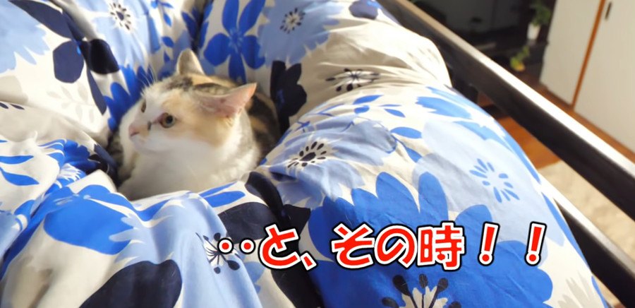 地震発生！その時、救世主の猫ちゃんが！？