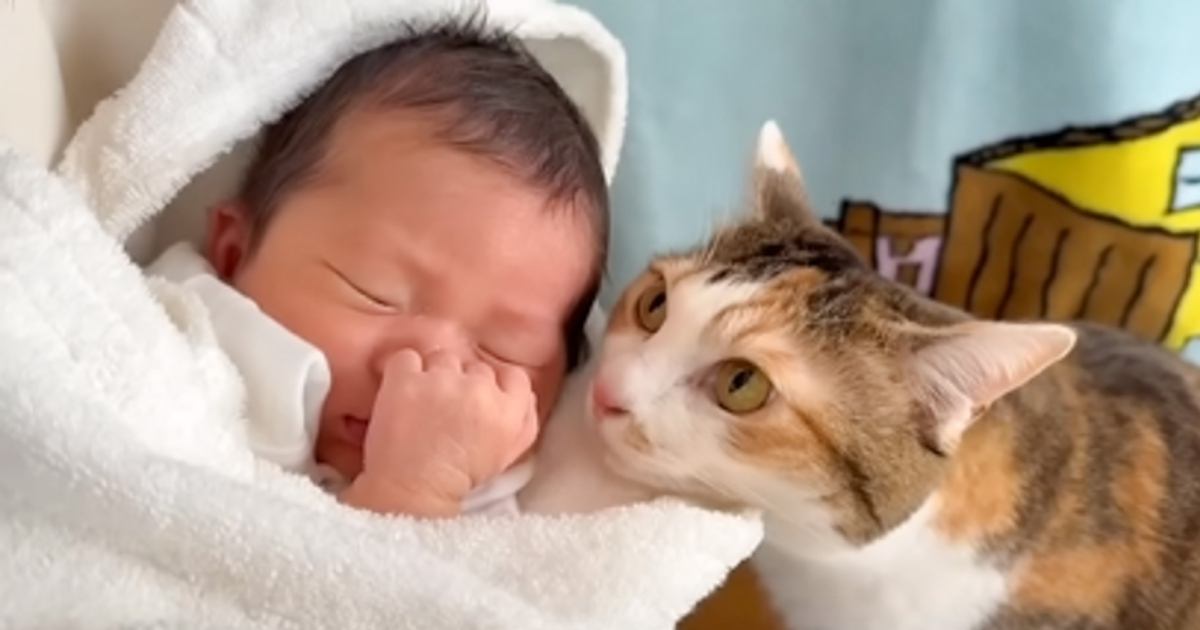 赤ちゃんがお家にやって来たら……猫が見せた『変化の様子』に感動が止まらないと179万再生「愛おしくて泣ける」「可愛すぎて涙」