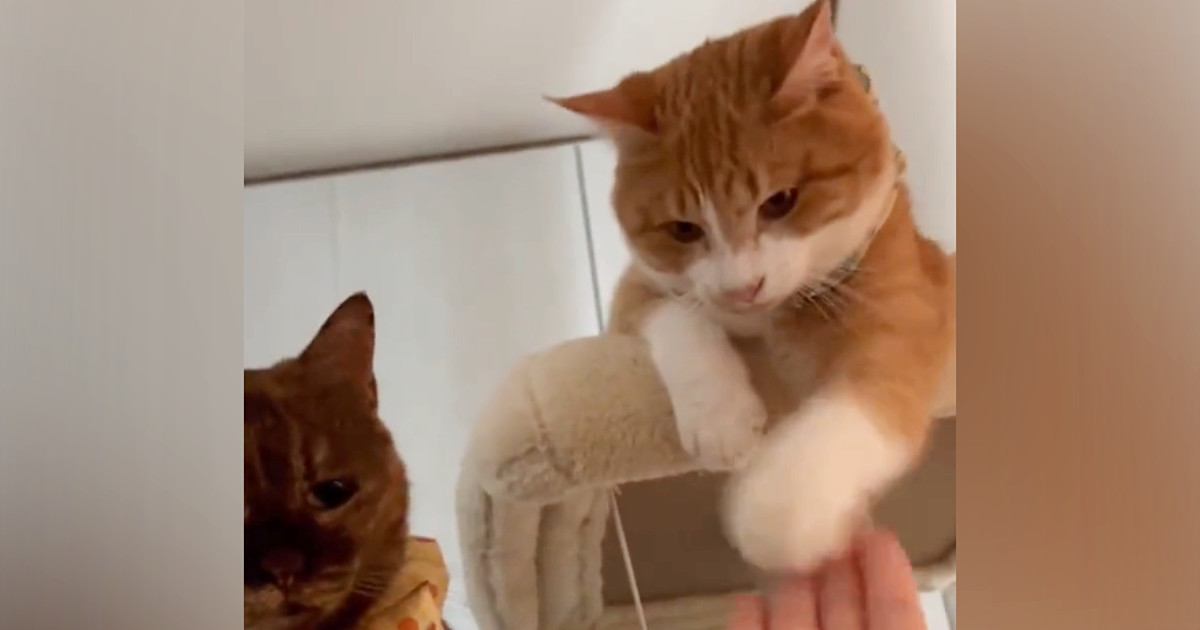 同居猫を叩く猫に『ダメだよ』と注意したら、次の瞬間…予想もしていなかった展開が32万再生「めっちゃ笑ってしまった」「なんという理不尽ｗ」
