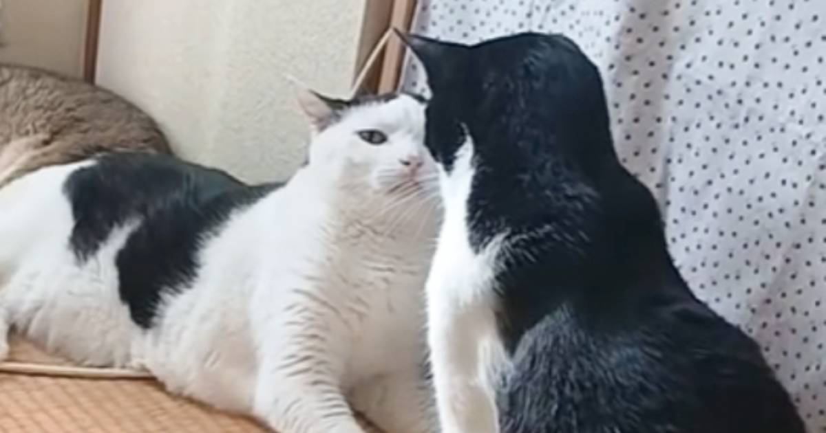じっと見つめ合っていた2匹の猫→喧嘩になるかと思いきや、次の瞬間…『まさかの光景』に「可愛すぎる」「予想外の展開に笑った」と反響