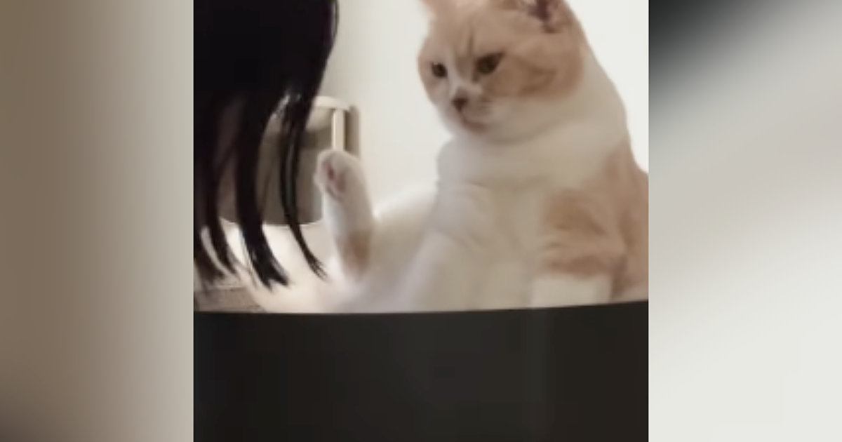 『普段は人を攻撃しない猫』が反射的に噛みそうになった結果…直後の『尊すぎるリアクション』が172万再生「なんて優しい」「可愛すぎｗ」
