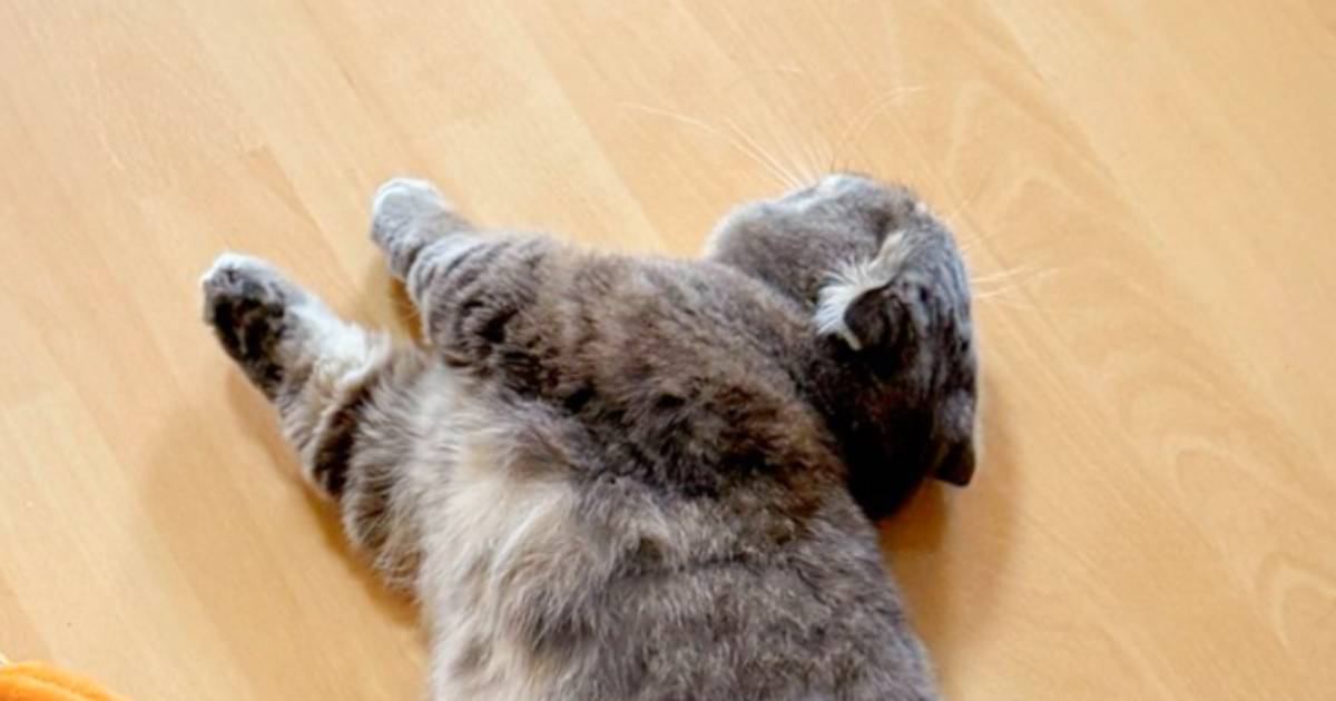 寝ている猫を見てみたら、『横のぬいぐるみ』と……とんでもなく尊すぎる瞬間に「仲いいなぁ」「半端ない可愛さ」と癒される人が続出