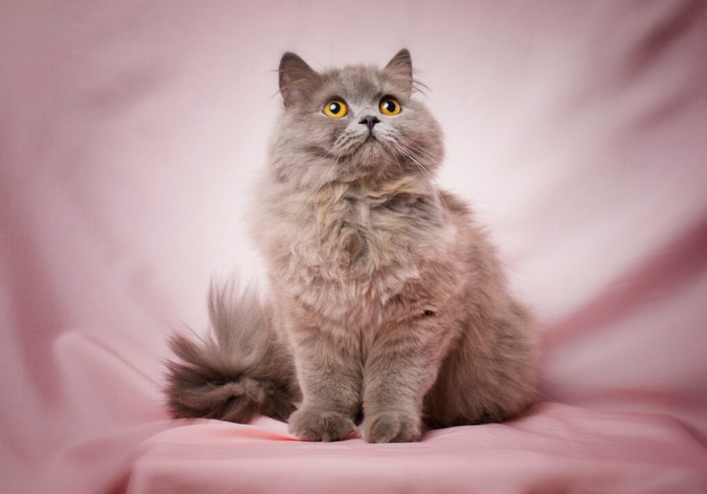 【獣医師監修】ブリティッシュロングヘアは飼いやすい？猫種の性格や飼う前の注意点・価格相場まで徹底解説