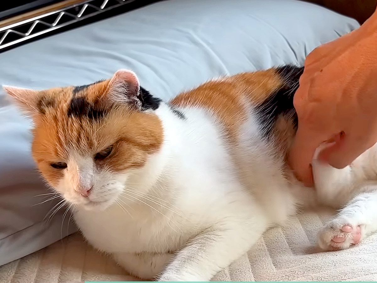 ご飯を食べ終えてくつろぐ三毛猫→お腹をつまんでみたら…たまらなく『愛おしい光景』に「本当に柔らかそう」「心から信頼しているね」の声