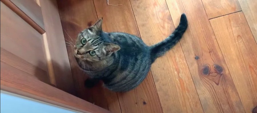 ドア越しにお見舞いを！隔離中の飼い主さんに会いたい猫さん