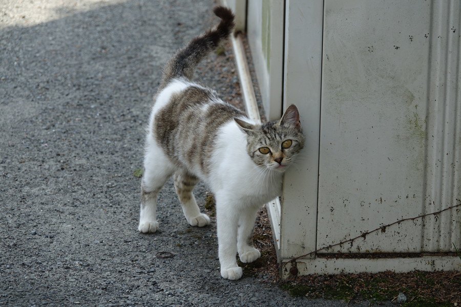 スプレーだけじゃない！猫の『マーキング行動』３つと対策