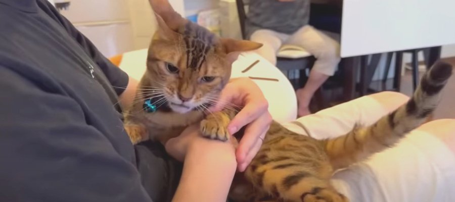 『僕がボスだ！』飼い主さんの実家でアピールする猫くん