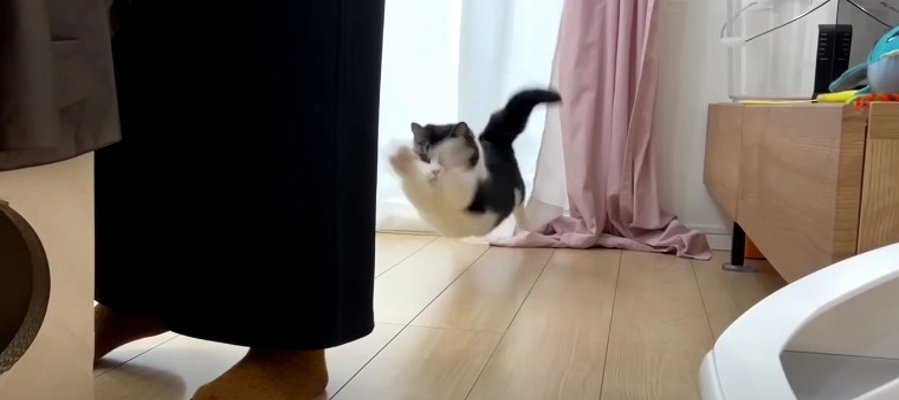 アクロバティックすぎる！！フローリングに大興奮で大技を披露する猫さんにご注目♡