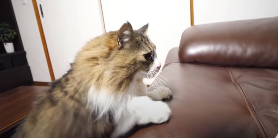 気分が高まってついバリバリしちゃった…怒られる前にササっと逃げる猫ちゃん！