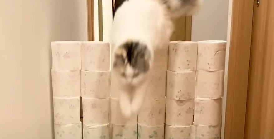 『やったるで！』2匹の猫がトイレットペーパー飛び越えに挑戦するも、ずる賢さに賞賛の声集まる 「声出して笑った」